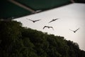 Silhouette of Pelicans flying over the Mexican jungle at Celestun, Ã¢â¬Å¾Rio Lagartos Biosphere ReserveÃ¢â¬Å, Yucatan, Mexico